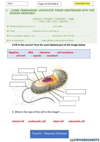 Types of cell-prokaryotic cell