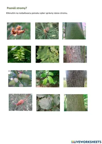 Poznáš stromy?