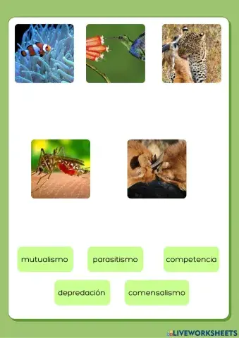 Relaciones en ecosistemas