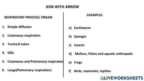 Respiratory organs and examples
