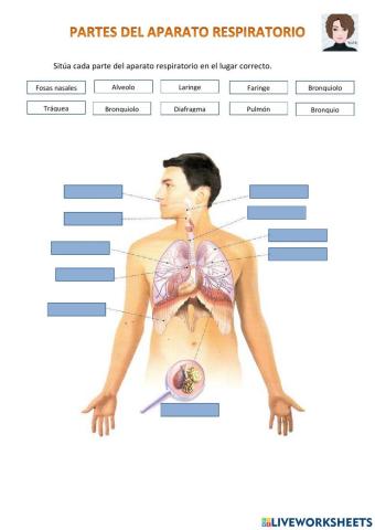 Partes del aparato respiratorio