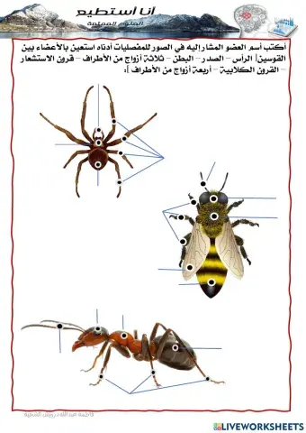 أجزاء جسم مفصليات الأرجل