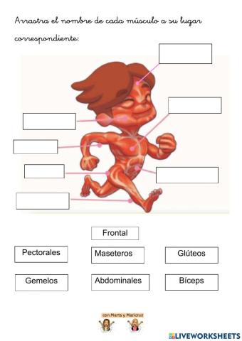 El aparato locomotor: los músculos