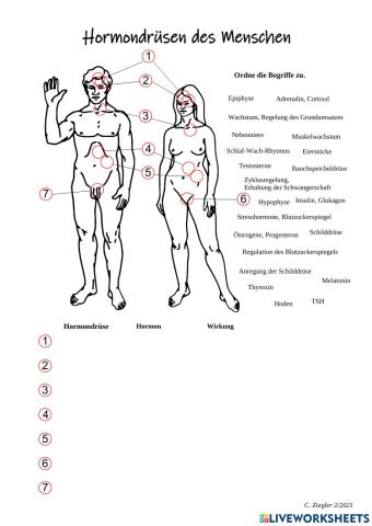 Hormondrüsen des Menschen