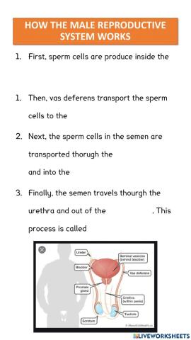 How the male reproductive system works