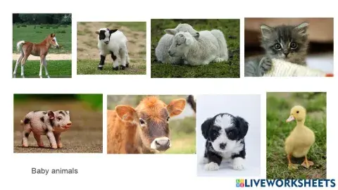 Baby animals