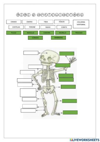 Os ósos e as articulacións