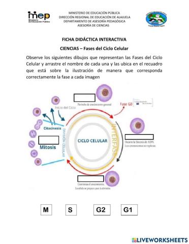 Ciencias: Fases de la división celular
