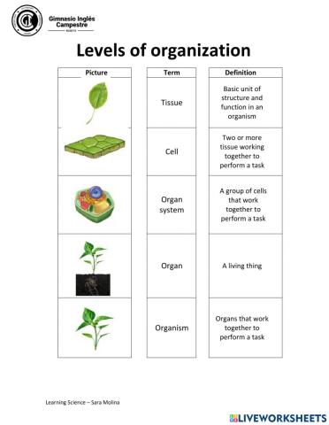 Levels of organization