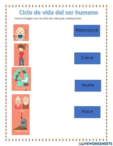 Ciclo de vida del ser humano