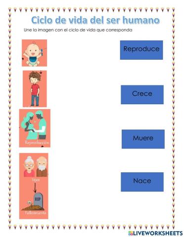 Ciclo de vida del ser humano