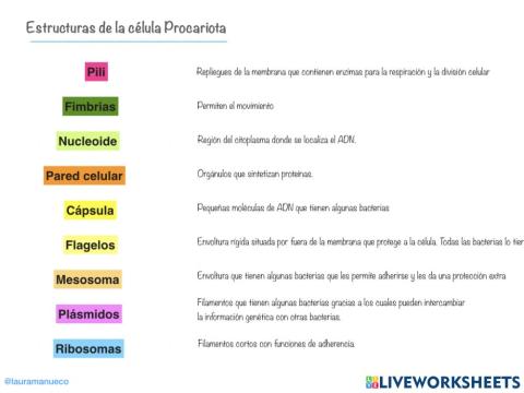 Estructuras de la célula procariota