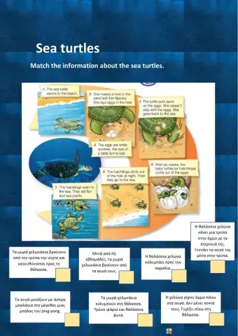 Sea turtles