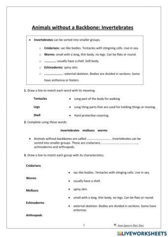 Invertebrate Animals