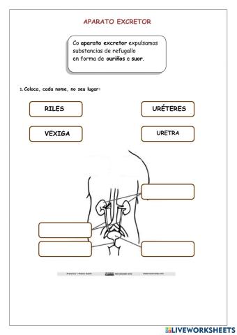 Ciencias Naturais- aparato excretor