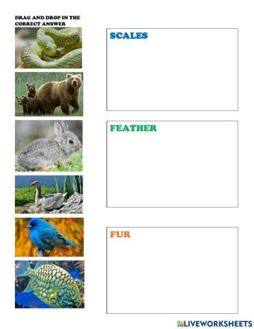 Scales feather and fur