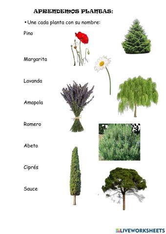 Aprendemos plantas