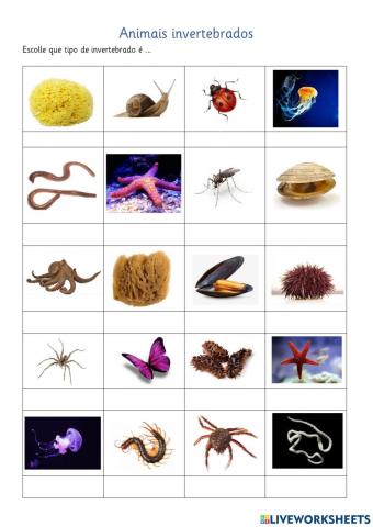 Tipos de invertebrados: escolle