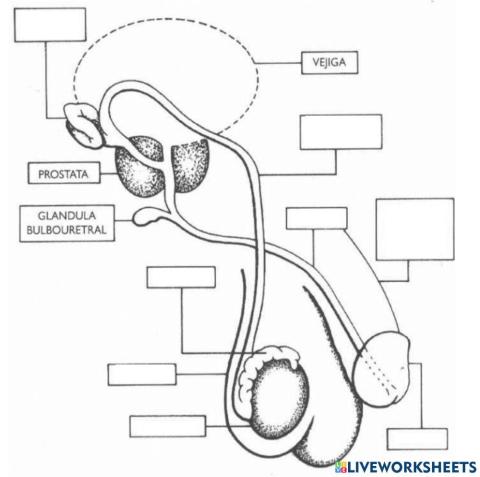 Anatomía del aparato reproductor masculino