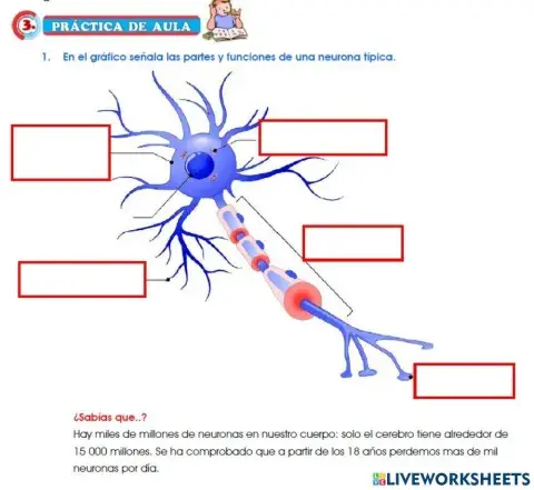 Partes de la neurona