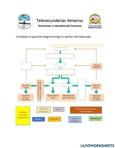 Hormonas y reproducción