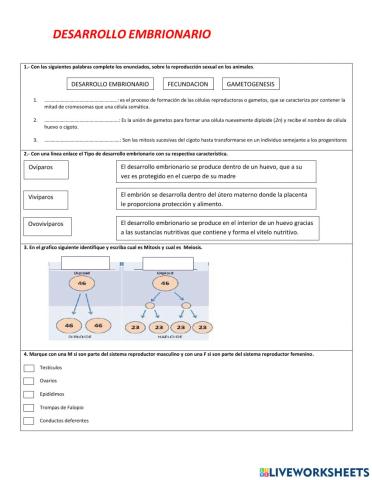 Desarrollo Embrionario