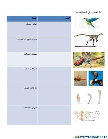 ورقة عمل تقويمية لادلة التطور