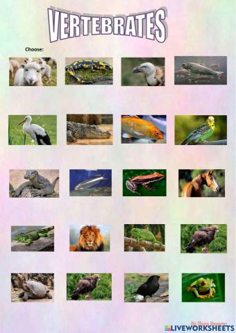 Vertebrates