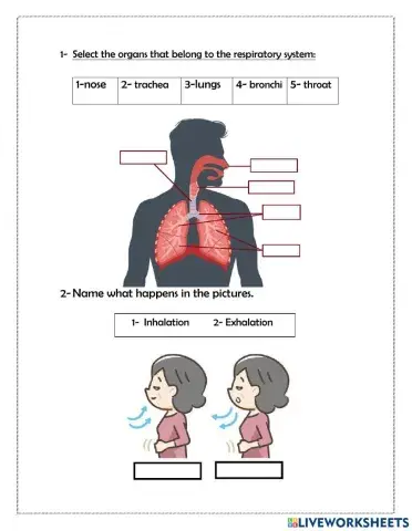 The respiratory system