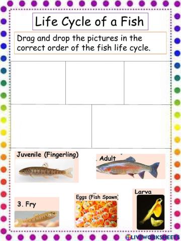 Life cycle of a Fish