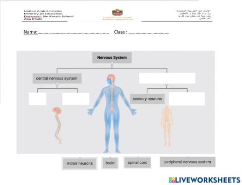 Map of the nervous system
