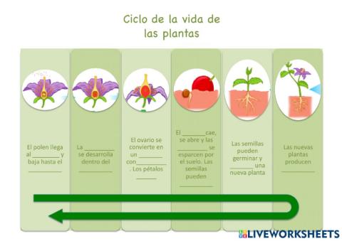 Ciclo de la vida de una planta. Completar