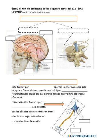 Parts dels sistema nerviós