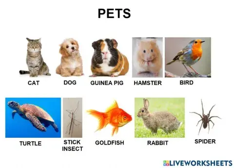 Pets