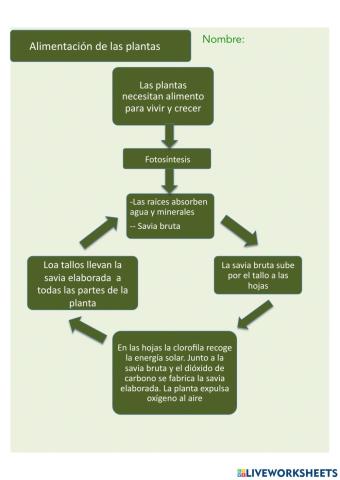 Alimentación de las plantas Esquema