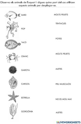 Com es desplacen els animals marins