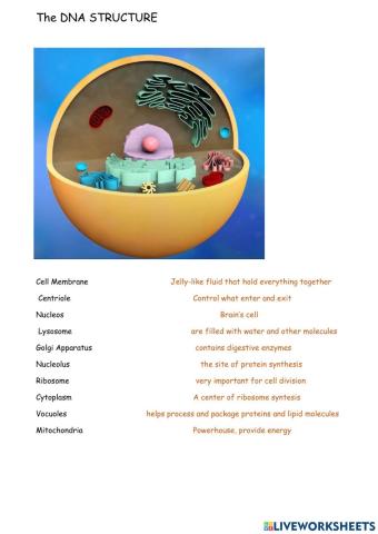 DNA structure and function