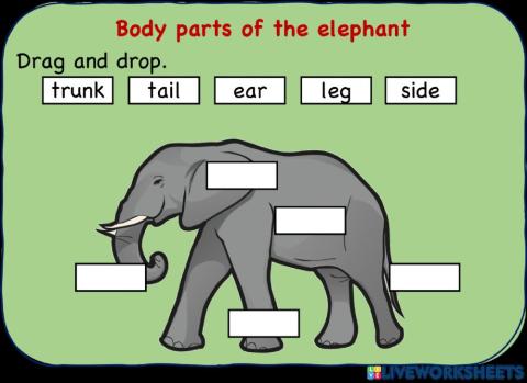 The body parts of the elephant