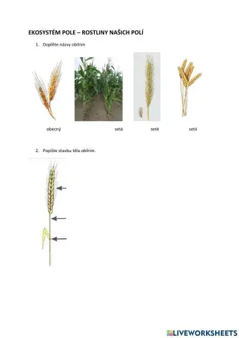 Ekosystém pole - rostliny našich polí