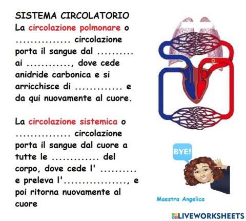 Piccola e grande circolazione