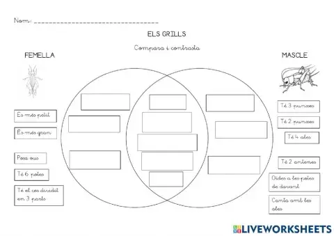 Compara contrasta Grills