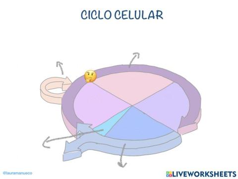 Esquema ciclo celular