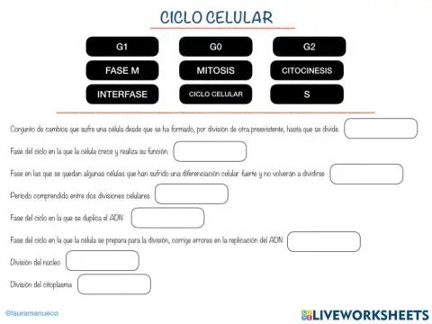 Fases ciclo celular