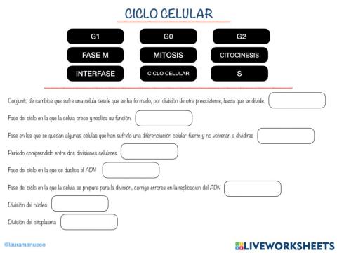 Fases ciclo celular