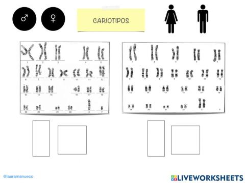 Cariotipos