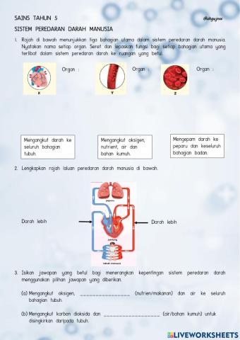 Sistem Peredaran darah manusia