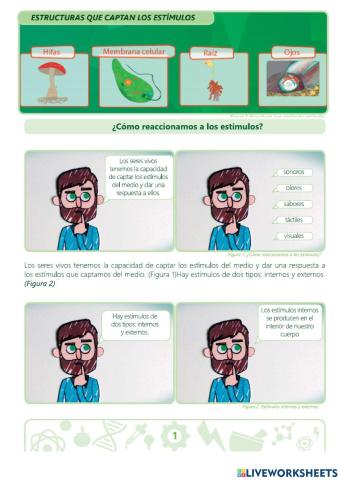 Estímulos y respuestas