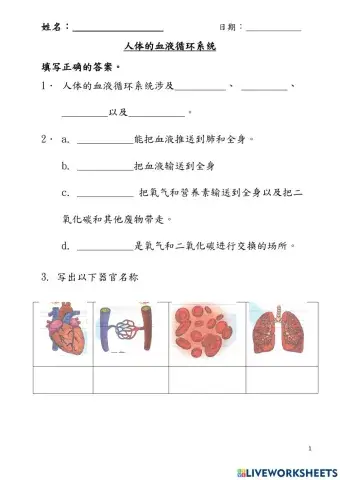 五年级科学 人体的血液循环系统