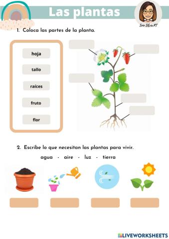 Las plantas