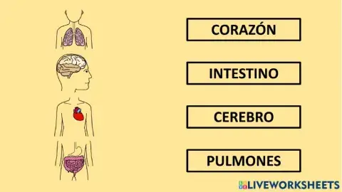 Órganos importantes